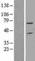 CDC6 Protein - Western validation with an anti-DDK antibody * L: Control HEK293 lysate R: Over-expression lysate