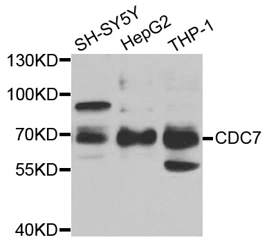 CDC7 Antibody - Western blot analysis of extracts of various cell lines.