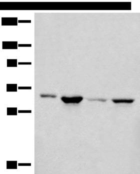 CDC7 Antibody - Western blot analysis of 293T PC-3 Hela cell lysates  using CDC7 Polyclonal Antibody at dilution of 1:450