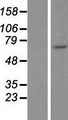 CDC7 Protein - Western validation with an anti-DDK antibody * L: Control HEK293 lysate R: Over-expression lysate