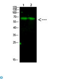 CDC73 / Parafibromin Antibody - Western Blot analysis of 1) mouse heart, 2) mouse spleen cells using primary antibody diluted at 1:500 (4°C overnight) . Secondary antibody: Goat Anti-rabbit IgG IRDye 800 (diluted at 1:5000, 25°C, 1 hour).