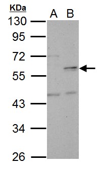 CDCA1 / NUF2 Antibody - Sample (30 ug of whole cell lysate). A: HeLa, B: HeLa nucleus. 10% SDS PAGE. CDCA1 / NUF2 antibody diluted at 1:5000.