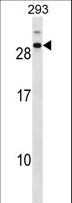 CDCA4 Antibody - CDCA4 Antibody western blot of 293 cell line lysates (35 ug/lane). The CDCA4 antibody detected the CDCA4 protein (arrow).