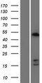 CDCA7 Protein - Western validation with an anti-DDK antibody * L: Control HEK293 lysate R: Over-expression lysate