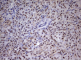 CDCA7L Antibody - IHC of paraffin-embedded Human pancreas tissue using anti-CDCA7L mouse monoclonal antibody. (Heat-induced epitope retrieval by 10mM citric buffer, pH6.0, 120°C for 3min).