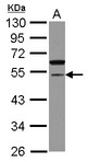 CDCA7L Antibody - Sample (30 ug of whole cell lysate) A: U87-MG 10% SDS PAGE CDCA7L antibody diluted at 1:1000
