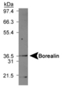 CDCA8 / Borealin Antibody - Borealin Antibody - Western blot on mouse kidney lysate.  This image was taken for the unconjugated form of this product. Other forms have not been tested.
