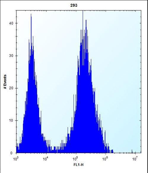 CDCA8 / Borealin Antibody - CDCA8 Antibody flow cytometry of 293 cells (right histogram) compared to a negative control cell (left histogram). FITC-conjugated goat-anti-rabbit secondary antibodies were used for the analysis.
