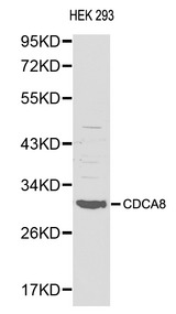 CDCA8 / Borealin Antibody - Western blot of CDCA8 pAb in extracts from HEK293 cells.