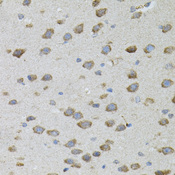 CDCA8 / Borealin Antibody - Immunohistochemistry of paraffin-embedded mouse brain using CDCA8 antibody(40x lens).