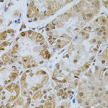 CDCA8 / Borealin Antibody - Immunohistochemistry of paraffin-embedded human stomach using CDCA8 antibody(40x lens).