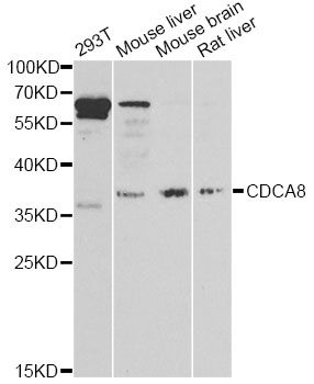 CDCA8 / Borealin Antibody - Western blot analysis of extracts of various cell lines, using CDCA8 antibody at 1:1000 dilution. The secondary antibody used was an HRP Goat Anti-Rabbit IgG (H+L) at 1:10000 dilution. Lysates were loaded 25ug per lane and 3% nonfat dry milk in TBST was used for blocking. An ECL Kit was used for detection and the exposure time was 60s.