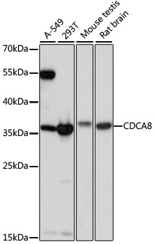 CDCA8 / Borealin Antibody - Western blot analysis of extracts of various cell lines, using CDCA8 antibody at 1:1000 dilution. The secondary antibody used was an HRP Goat Anti-Rabbit IgG (H+L) at 1:10000 dilution. Lysates were loaded 25ug per lane and 3% nonfat dry milk in TBST was used for blocking. An ECL Kit was used for detection and the exposure time was 60s.
