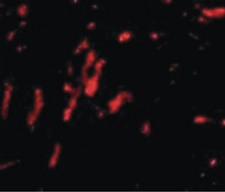 CDCA8 / Borealin Antibody - Immunofluorescence of CDCA8 in rat kidney tissue with CDCA8 antibody at 20 ug/ml.
