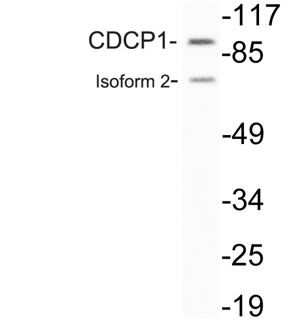CDCP1 Antibody - Western blot analysis of lysate from HeLa cells, using CDCP1 antibody.