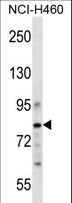 CDCP1 Antibody - CDCP1 Antibody western blot of NCI-H460 cell line lysates (35 ug/lane). The CDCP1 antibody detected the CDCP1 protein (arrow).