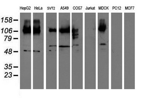 CDCP1 Antibody - Western blot of extracts (35 ug) from 9 different cell lines by using anti-CDCP1 monoclonal antibody (HepG2: human; HeLa: human; SVT2: mouse; A549: human; COS7: monkey; Jurkat: human; MDCK: canine; PC12: rat; MCF7: human).