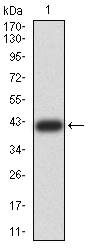 CDCP1 Antibody - Western blot analysis using CDCP1 mAb against human CDCP1 (AA: 692-836) recombinant protein. (Expected MW is 42 kDa)