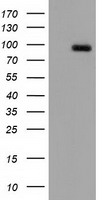 CDCP1 Antibody - HEK293T cells were transfected with the pCMV6-ENTRY control (Left lane) or pCMV6-ENTRY CDCP1 (Right lane) cDNA for 48 hrs and lysed. Equivalent amounts of cell lysates (5 ug per lane) were separated by SDS-PAGE and immunoblotted with anti-CDCP1.
