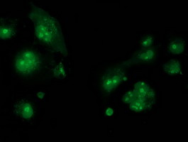 CDCP1 Antibody - Anti-CDCP1 mouse monoclonal antibody immunofluorescent staining of COS7 cells transiently transfected by pCMV6-ENTRY CDCP1.