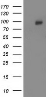CDCP1 Antibody - HEK293T cells were transfected with the pCMV6-ENTRY control (Left lane) or pCMV6-ENTRY CDCP1 (Right lane) cDNA for 48 hrs and lysed. Equivalent amounts of cell lysates (5 ug per lane) were separated by SDS-PAGE and immunoblotted with anti-CDCP1.