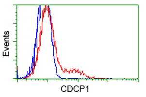 CDCP1 Antibody - HEK293T cells transfected with either overexpress plasmid (Red) or empty vector control plasmid (Blue) were immunostained by anti-CDCP1 antibody, and then analyzed by flow cytometry.