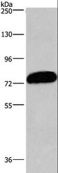 CDCP1 Antibody - Western blot analysis of PC3 cell, using CDCP1 Polyclonal Antibody at dilution of 1:1100.