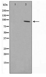 CDCP1 Antibody - Western blot of COLO205 cell lysate using CDCP1 Antibody
