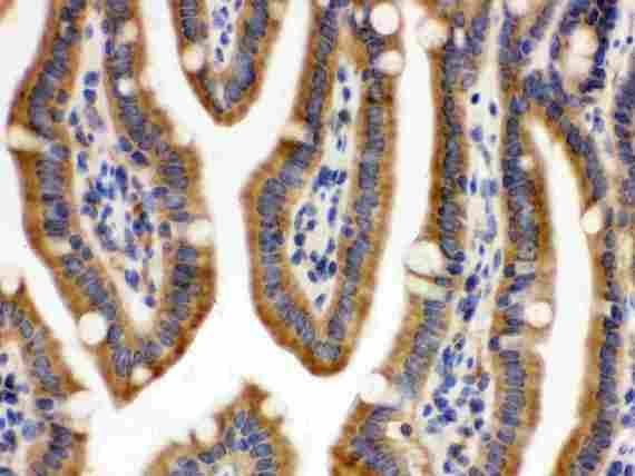 CDCP1 Antibody - CDCP1 was detected in paraffin-embedded sections of mouse intestine tissues using rabbit anti- CDCP1 Antigen Affinity purified polyclonal antibody