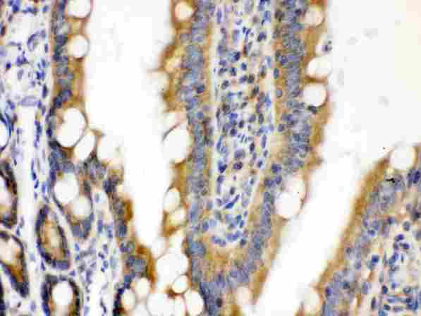 CDCP1 Antibody - CDCP1 was detected in paraffin-embedded sections of rat intestine tissues using rabbit anti- CDCP1 Antigen Affinity purified polyclonal antibody
