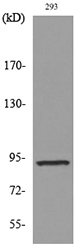 CDCP1 Antibody - Western blot analysis of lysate from 293 cells, using CDCP1 Antibody.