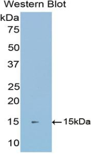 CDH1 / E Cadherin Antibody - Western blot of recombinant CDH1 / E Cadherin.  This image was taken for the unconjugated form of this product. Other forms have not been tested.