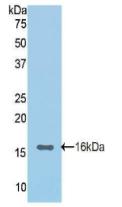 CDH1 / E Cadherin Antibody - Western Blot; Sample: Recombinant CDHE, Rat.
