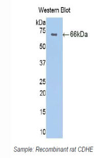 CDH1 / E Cadherin Antibody - Western blot of recombinant CDH1 / E Cadherin.  This image was taken for the unconjugated form of this product. Other forms have not been tested.