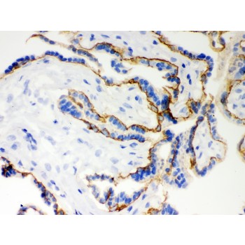 CDH1 / E Cadherin Antibody - E Cadherin antibody IHC-frozen. IHC(F): Human Placenta Tissue.