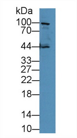 CDH1 / E Cadherin Antibody - Western Blot; Sample: Human PC3 cell lysate; Primary Ab: 5µg/ml Rabbit Anti-Mouse CDHE Antibody Second Ab: 0.2µg/mL HRP-Linked Caprine Anti-Rabbit IgG Polyclonal Antibody