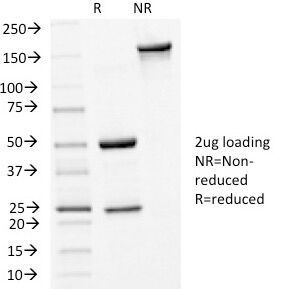 CDH1 / E Cadherin Antibody - SDS-PAGE Analysis of Purified, BSA-Free E-Cadherin Antibody (clone 4A2). Confirmation of Integrity and Purity of the Antibody.