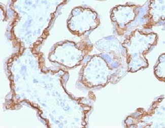 CDH1 / E Cadherin Antibody - Formalin-fixed, paraffin-embedded human placenta stained with E-Cadherin antibody (CDH1/1525).