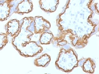 CDH1 / E Cadherin Antibody - IHC testing of FFPE human placenta with E-Cadherin antibody at 1ug/ml. HIER: steam sections in pH6 citrate buffer for 20 min.