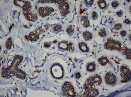 CDH1 / E Cadherin Antibody - IHC of paraffin-embedded Human breast tissue using anti-CDH1 mouse monoclonal antibody. (Heat-induced epitope retrieval by 10mM citric buffer, pH6.0, 120°C for 3min).