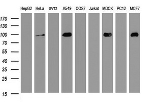 CDH1 / E Cadherin Antibody - Western blot of extracts (35 ug) from 9 different cell lines by using anti-CDH1 monoclonal antibody (HepG2: human; HeLa: human; SVT2: mouse; A549: human; COS7: monkey; Jurkat: human; MDCK: canine; PC12: rat; MCF7: human).