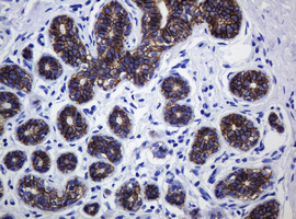 CDH1 / E Cadherin Antibody - IHC of paraffin-embedded Human breast tissue using anti-CDH1 mouse monoclonal antibody. (Heat-induced epitope retrieval by 10mM citric buffer, pH6.0, 120°C for 3min).