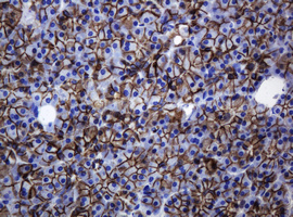 CDH1 / E Cadherin Antibody - IHC of paraffin-embedded Human pancreas tissue using anti-CDH1 mouse monoclonal antibody. (Heat-induced epitope retrieval by 10mM citric buffer, pH6.0, 120°C for 3min).