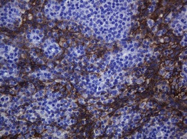 CDH1 / E Cadherin Antibody - IHC of paraffin-embedded Human tonsil using anti-CDH1 mouse monoclonal antibody. (Heat-induced epitope retrieval by 10mM citric buffer, pH6.0, 120°C for 3min).