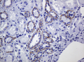 CDH1 / E Cadherin Antibody - IHC of paraffin-embedded Human Kidney tissue using anti-CDH1 mouse monoclonal antibody.