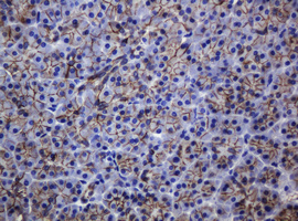 CDH1 / E Cadherin Antibody - IHC of paraffin-embedded Human pancreas tissue using anti-CDH1 mouse monoclonal antibody.