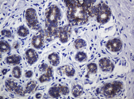 CDH1 / E Cadherin Antibody - IHC of paraffin-embedded Human breast tissue using anti-CDH1 mouse monoclonal antibody.