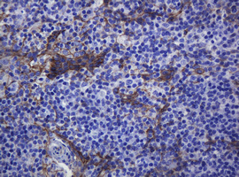 CDH1 / E Cadherin Antibody - IHC of paraffin-embedded Human tonsil using anti-CDH1 mouse monoclonal antibody.