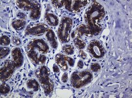 CDH1 / E Cadherin Antibody - IHC of paraffin-embedded Human breast tissue using anti-CDH1 mouse monoclonal antibody.