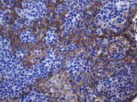 CDH1 / E Cadherin Antibody - IHC of paraffin-embedded Human tonsil using anti-CDH1 mouse monoclonal antibody.